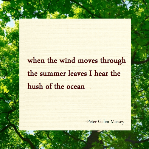 haiku summer leaves peter massey
