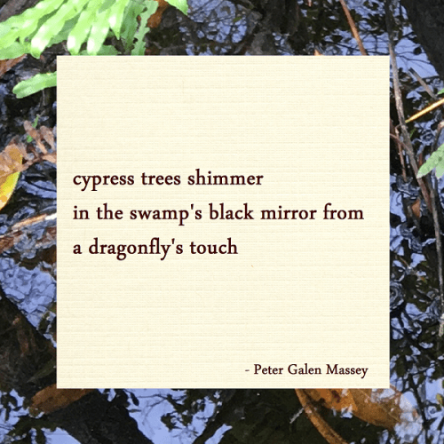 Black Mirror of the Swamp Haiku Peter Galen Massey