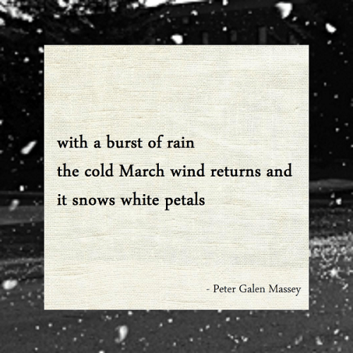 Snows White Petals Haiku Peter Galen Massey