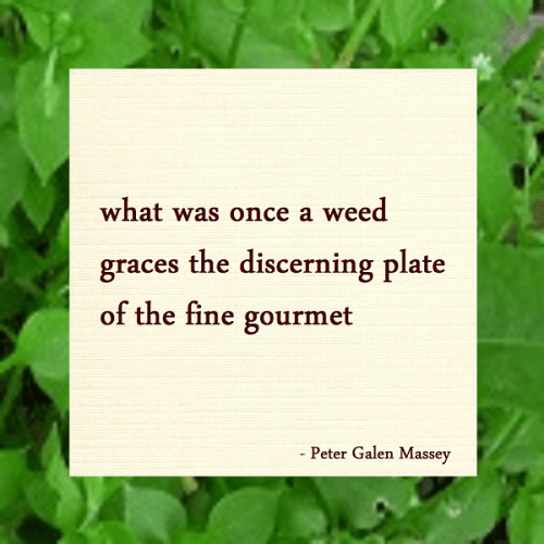 Haiku Peter Galen Massey Gourmet Weeds