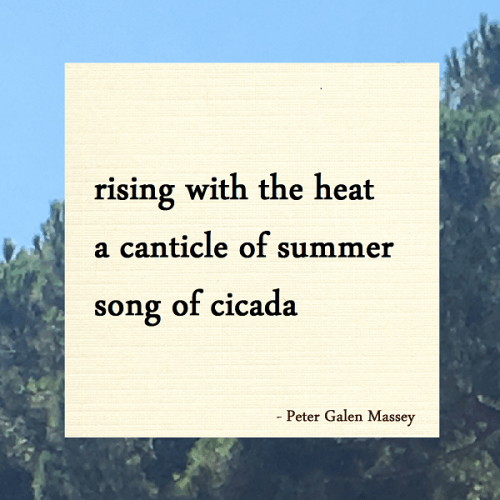 Haiku rising with the heat a canticle of summer song of cicada poem by peter galen massey