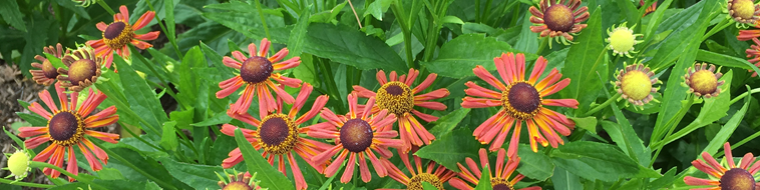 Fourmis Sans Ombre: Le Livre Du Haiku (0000) By Maurice Coyaud